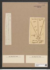 Thalassiothrix frauenfeldii Grun. (de-Toni-Nr.: Genus 67, Species 2669) Zeichnungen Sammlung Grunow Nr. 5448 (NHMW-BOT-W0373864)